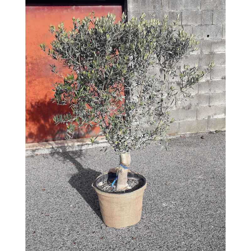 Plante naturelle en pot