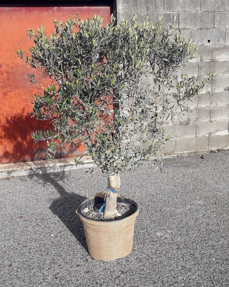 Plante en location à Montélimar