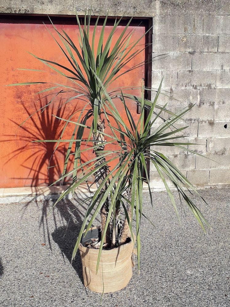 Louez des plantes à Valence